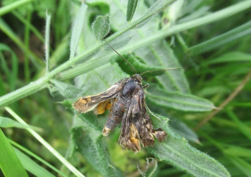 Euclidia glyphica